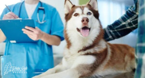 consulting-vet-or-pet-nutritionist-before-implementing-Eastern-food-therapy-routine