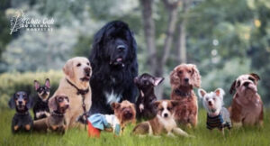 different-dog-breeds-exhibit-varying-tendencies-for-developing-food-allergies