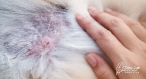 dog-skin-disease