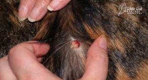 lumps-are-early-signs-of-cat skin-cancer