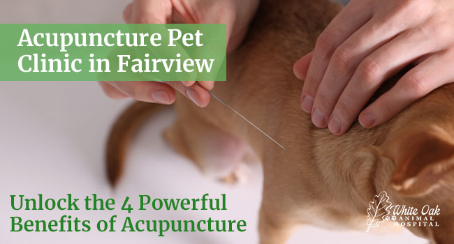 Acupuncture-Pet-Clinic-in-Fairview--Unlock-the-4-Powerful-Benefits-of-Acupuncture