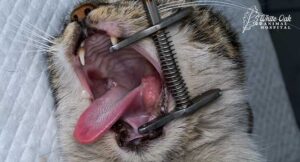 Cat-with-oral-tumor