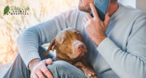 Open communication comes with hospitalization services at white oak animal hospital in fairview tn.