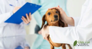 Diagnosis and Treatment Approaches: Holistic vs. Western Medicine for Animals