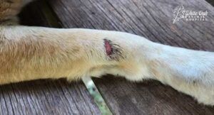 Dog-Non-healing-Wounds-or-Sores