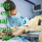 Finding the Best Animal Surgeon Near Me: The #1 Guide on Finding a Trustworthy Animal Surgeon 7 Finding the Best Animal Surgeon Near Me: The #1 Guide on Finding a Trustworthy Animal Surgeon
