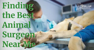 Finding the Best Animal Surgeon Near Me: The #1 Guide on Finding a Trustworthy Animal Surgeon