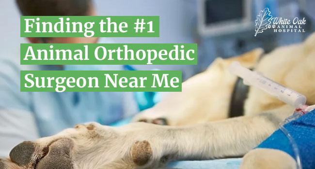Finding the #1 Animal Orthopedic Surgeon Near Me: Your Pet Deserves Expert Care