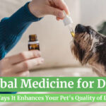 Herbal Medicine for Dogs: 5 Ways It Enhances Your Pet's Quality of Life