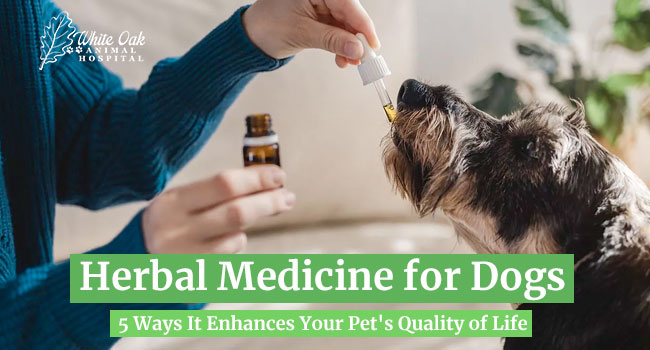 Herbal Medicine for Dogs: 5 Ways It Enhances Your Pet's Quality of Life