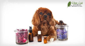 Herbal-medicine-can-address-dog-health-issues
