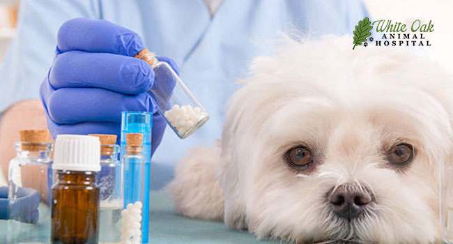 Natural Dog Cancer Cure photo