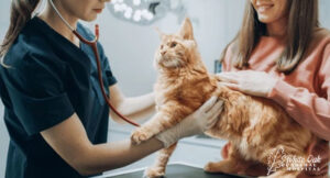 Holistic-Cat-Vet-Near-Me-patient-centered-approach
