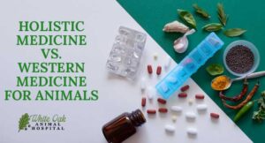 Holistic Medicine vs. Western Medicine for Animals at Fairview TN Vet