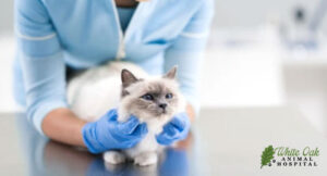 Holistic-veterinarians-create-a-calm-stress-free-environment