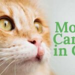 Mouth Cancer in Cats: 5 Common Symptoms and Signs You Shouldn't Ignore veterinarian in fairview, tn