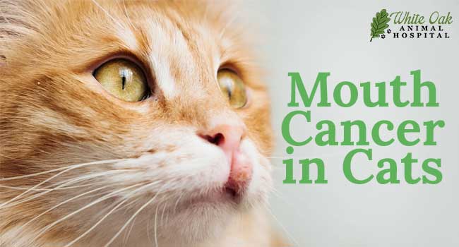 Mouth Cancer in Cats: 5 Common Symptoms and Signs You Shouldn't Ignore