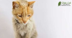 Mouth cancer in cats can often manifest through unexplained weight loss