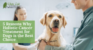 Personalization and Success: 5 Reasons Why Holistic Cancer Treatment for Dogs is the Best Choice