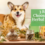 Tailoring-the-Best-Treatment--3-Reasons-to-Choose-Chinese-Herbal-Medicine-for-Dogs