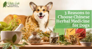 Tailoring-the-Best-Treatment--3-Reasons-to-Choose-Chinese-Herbal-Medicine-for-Dogs