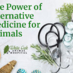 The-Power-of-Alternative-Medicine-for-Animals--5-Exceptional-Reasons-to-Alternative-Medicine-Can-Transform-Your-Pet's-Life