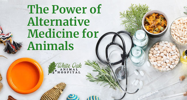 The Power Of Alternative Medicine For Animals 5 Exceptional Reasons 