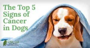 The Top 5 Signs of Cancer in Dogs: A Countdown to Awareness