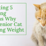 Unlocking 5 Shocking Reasons Why Your Senior Cat Is Losing Weight