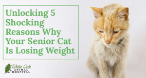 Unlocking 5 Shocking Reasons Why Your Senior Cat Is Losing Weight