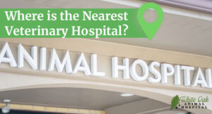 Where-is-the-Nearest-Veterinary-Hospital---6-Factors-to-Consider-in-Choosing-the-Right-Veterinary-Hospital-for-Quality-Care