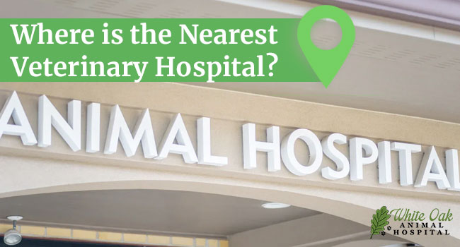 Where-is-the-Nearest-Veterinary-Hospital---6-Factors-to-Consider-in-Choosing-the-Right-Veterinary-Hospital-for-Quality-Care