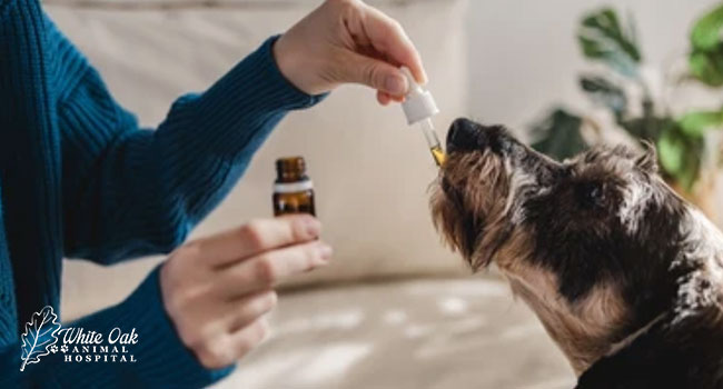 The Power Of Alternative Medicine For Animals 5 Exceptional Reasons 