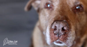dog-facial-lumps-raise-concerns-about-potentially-cancerous-changes
