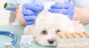 natural-dog-cancer-treatment | natural dog cancer treatment