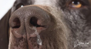 senior-dog-nose-dripping