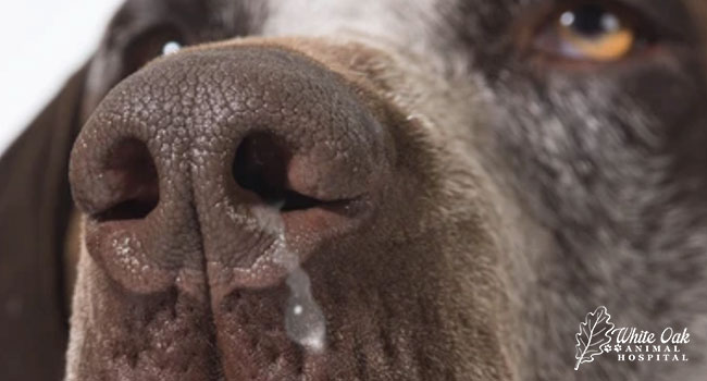 Nose Dripping In Senior Dogs: 6 Common Causes You Can't Ignore, When To 