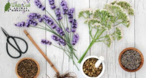 valerian-root-and-lavender-for-stress-and-anxiety