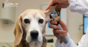vet-evaluating-pet-health