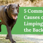 5 Common Causes of Dog Limping on the Back Leg A Comprehensive Guide