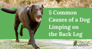 5 Common Causes of Dog Limping on the Back Leg A Comprehensive Guide