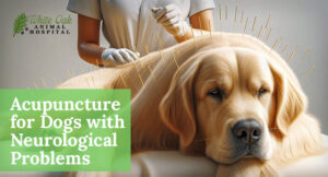 Acupuncture-for-Dogs-with-Neurological-Problems