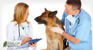 Animal-cancer-surgeon-working-alongside-general-veterinarian