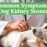 5 Common Symptoms of Dog Kidney Stones Every Owner Should Know