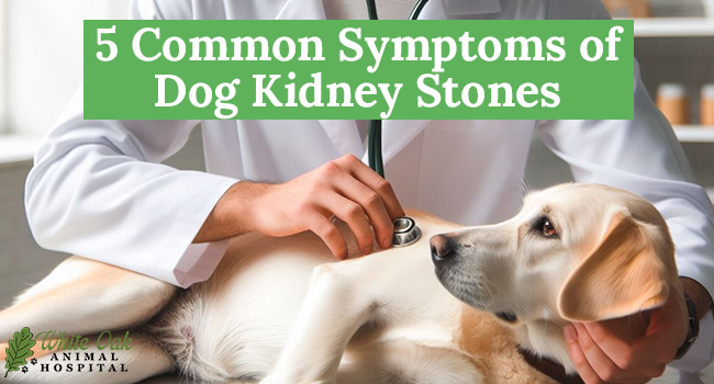 5 Common Symptoms of Dog Kidney Stones Every Owner Should Know