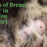 5 Signs of Breast Cancer in Dogs You Shouldn't Ignore: Early Detection is Key