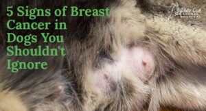 5 Signs Of Breast Cancer In Dogs You Shouldn t Ignore Early Detection