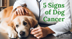 5 Signs of Dog Cancer: Spotting Symptoms, Debunking Myths and Misconceptions