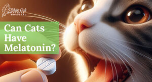 Can Cats Have Melatonin? Understanding 4 Safety Tips and Benefits