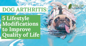 Dog Arthritis: 5 Lifestyle Modifications to Improve Quality of Life